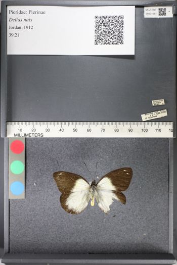 Media type: image;   Entomology 131681